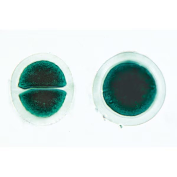 Lab Supplies, Algae - French, PK31, 3B Scientific, Mfr#: 1003889